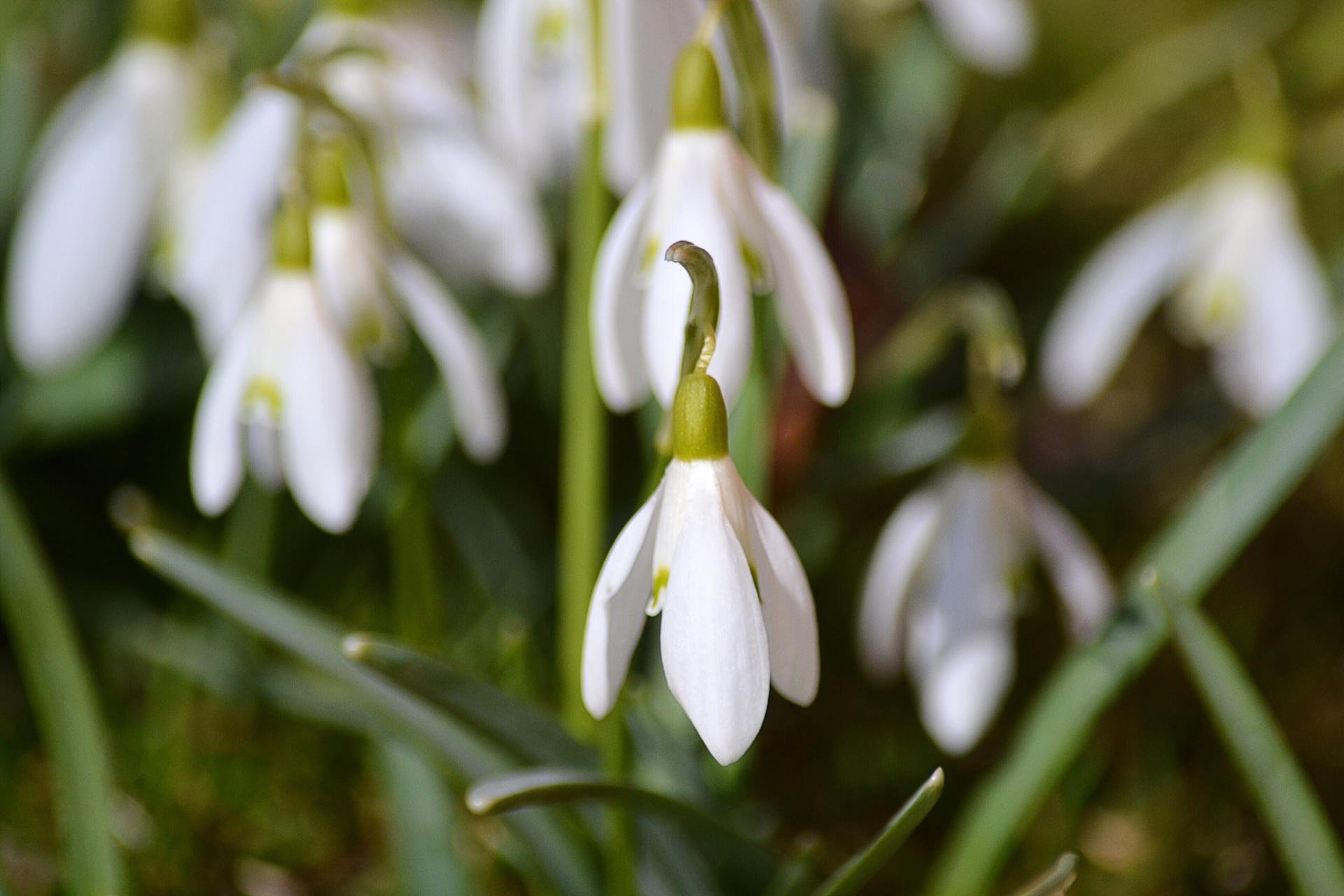 Blog 11 Snowdrops in Winter