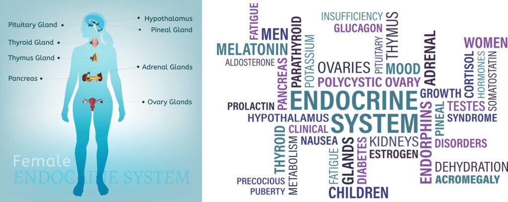 Hormones... Getting to Understand Them. 2