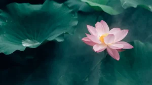 TENSION, TENSION... How Homeopathy can help! 3