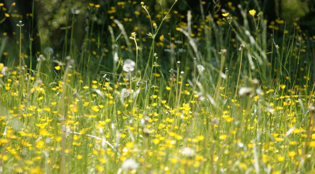 Hayfever, Homeopathy and Tissue Salts 1