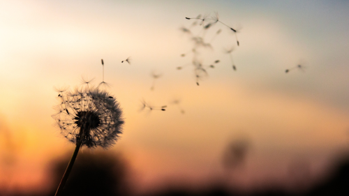 Achieving Optimal Health with Homeopathy (1)
