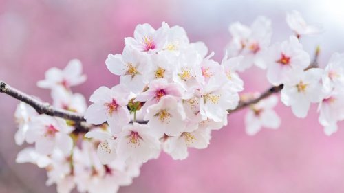 Achieving Optimal Health with Homeopathy (1)