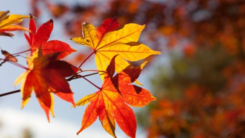 Achieving Optimal Health with Homeopathy